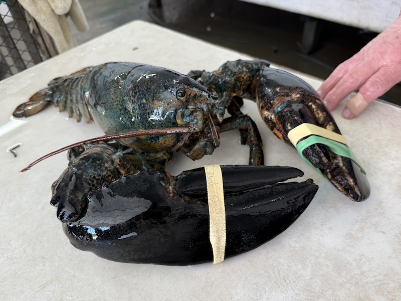 Fifty-plus year-old lobster